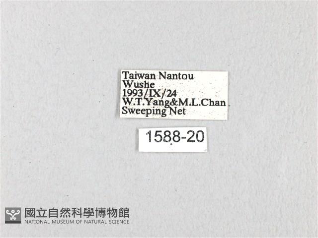 青帶鳳蝶藏品圖，第3張