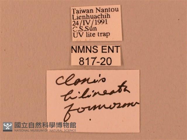 波紋豆天蛾藏品圖，第3張