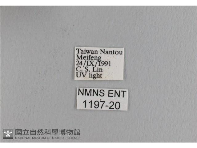 波紋枯葉蛾藏品圖，第3張