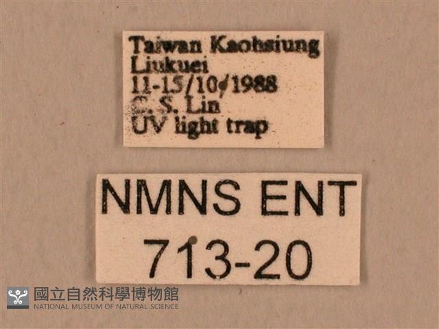 背中白天蛾藏品圖，第3張