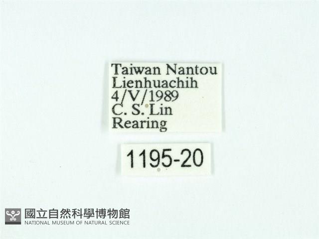 黃肩奇蛾藏品圖，第3張