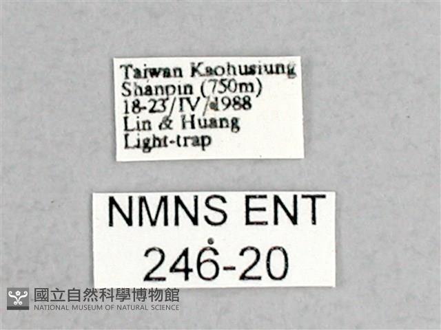 枯球籮紋蛾藏品圖，第3張