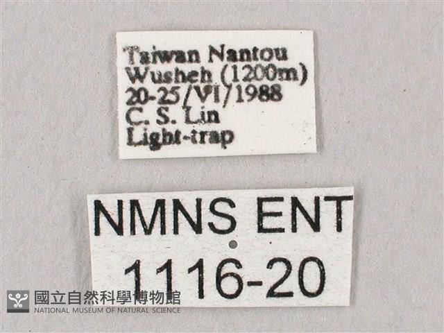 桃紅六點天蛾藏品圖，第3張