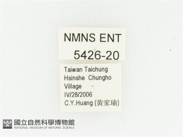 巴蘭陷紋金龜藏品圖，第2張