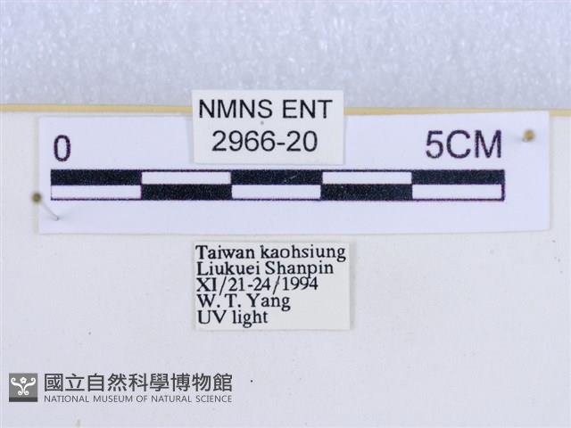 閃光苔蛾藏品圖，第3張