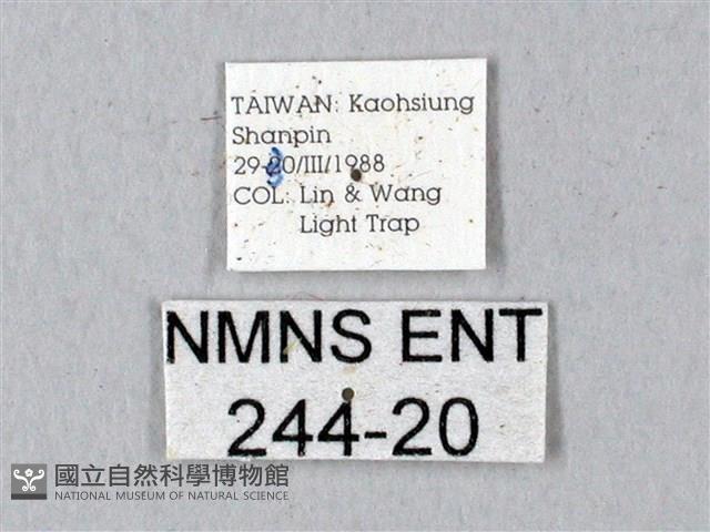 鬼臉天蛾藏品圖，第3張