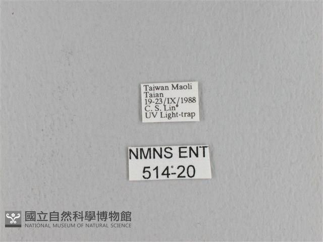 松大毛蟲藏品圖，第3張