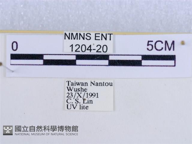 後凸蝶燈蛾藏品圖，第3張