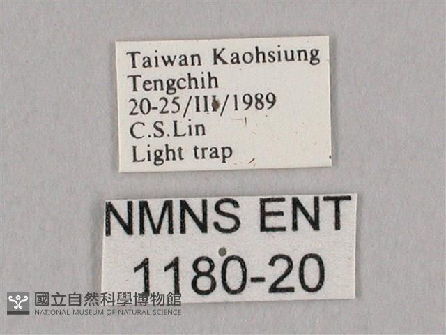 栗六點天蛾藏品圖，第3張