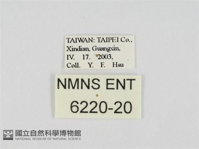 小黃星弄蝶藏品圖，第3張