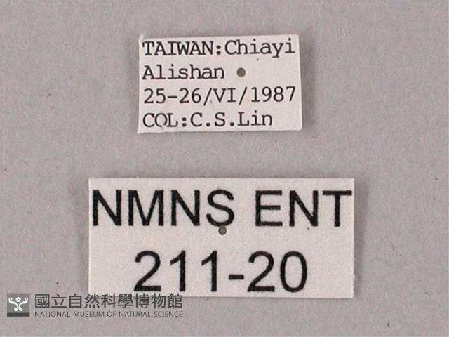 臺灣白肩天蛾藏品圖，第3張