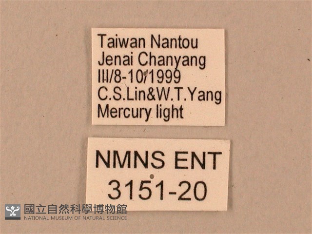 臺灣鋸翅天蛾藏品圖，第3張