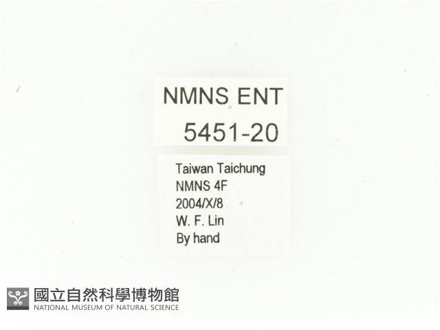 東方白點花金龜藏品圖，第2張