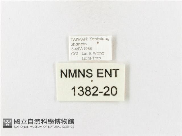 山龍眼螢斑蛾、雙星螢班蛾藏品圖，第3張