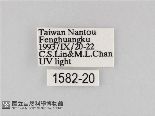 長斑擬燈蛾藏品圖，第3張