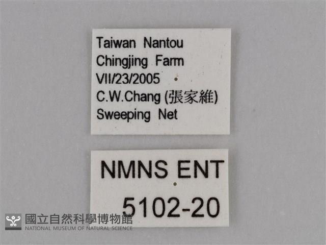 豔粉蝶藏品圖，第3張