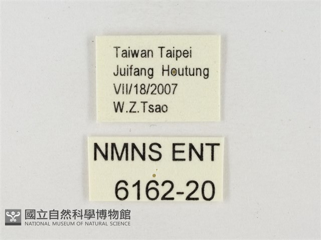 飛龍白粉蝶藏品圖，第3張