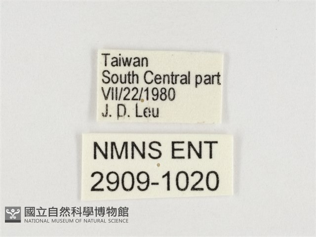 普氏白蛺蝶藏品圖，第3張