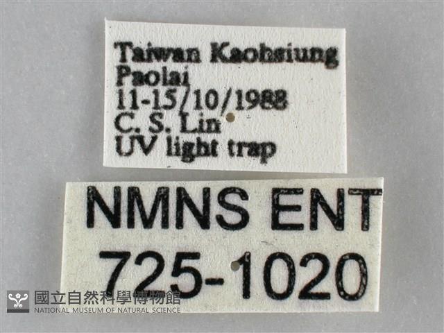 眉原褐刺蛾藏品圖，第3張