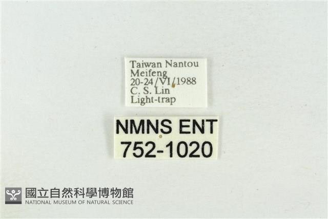 素木氏美波紋蛾藏品圖，第3張