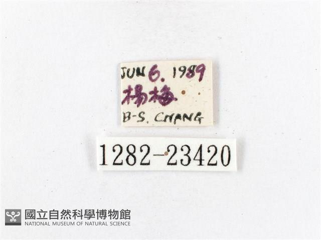 木毒蛾藏品圖，第3張