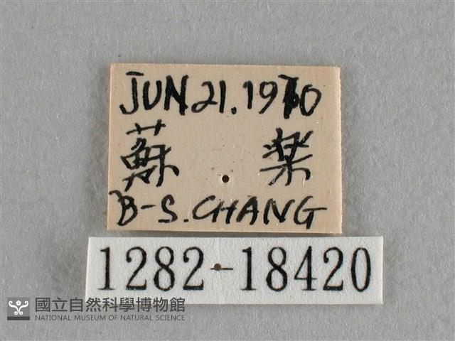 異色尖粉蝶藏品圖，第3張