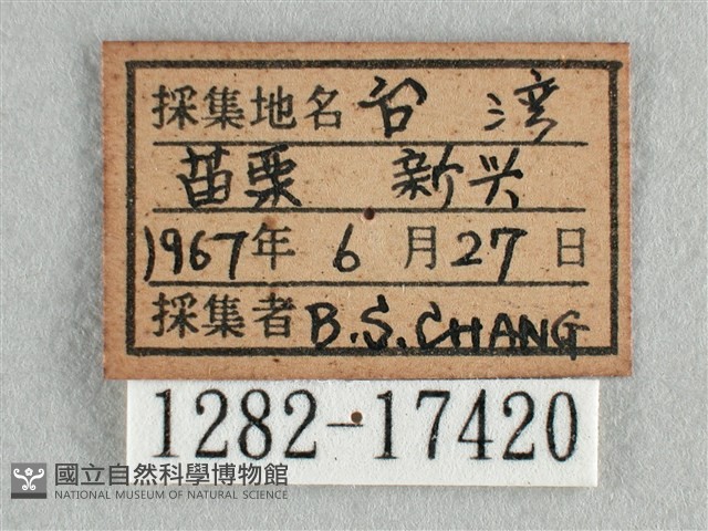 散紋盛蛺蝶藏品圖，第3張