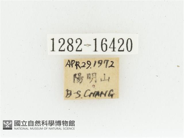 黃肩長腳花金龜藏品圖，第2張