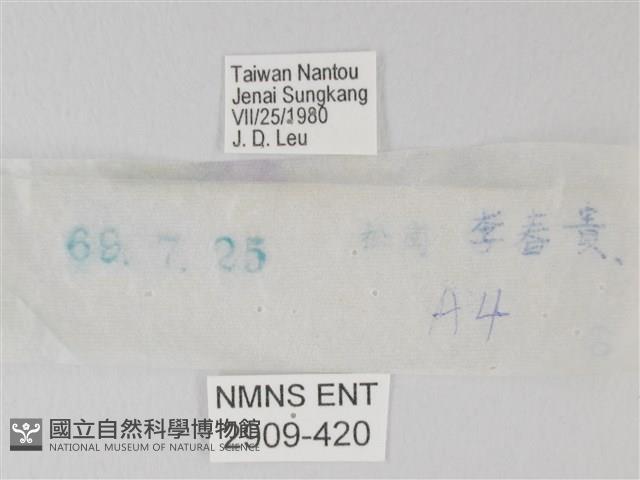 流星絹粉蝶藏品圖，第3張