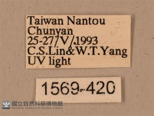 背中白天蛾藏品圖，第3張