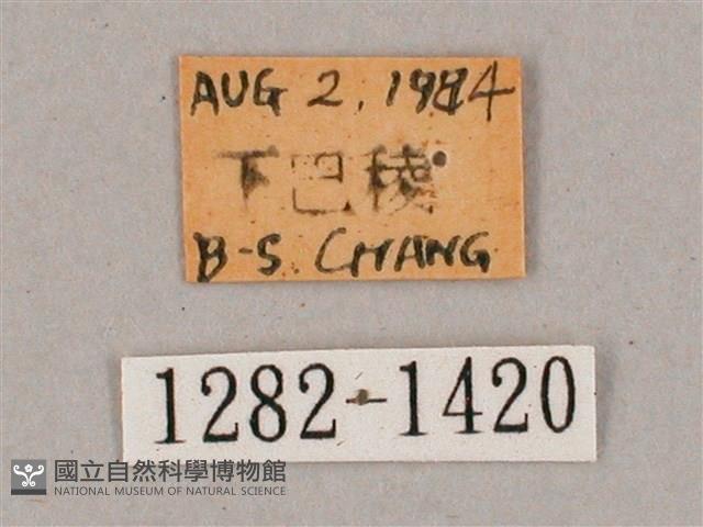 盾天蛾藏品圖，第3張