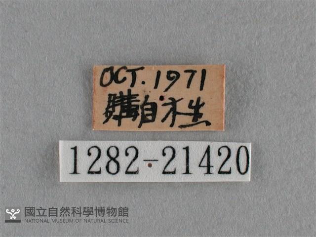 臺灣榿翠灰蝶藏品圖，第3張