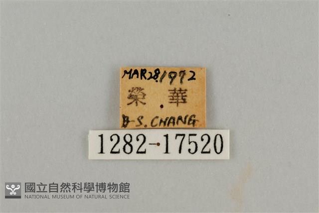 藍灰蝶沖繩亞種藏品圖，第3張