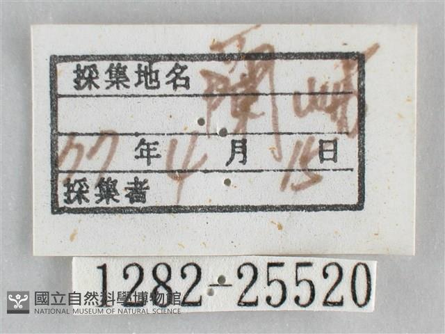 霜天蛾藏品圖，第3張