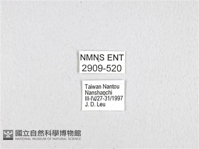 斑鳳蝶藏品圖，第3張