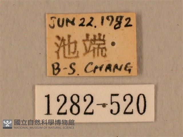 臺灣鷹翅天蛾藏品圖，第3張