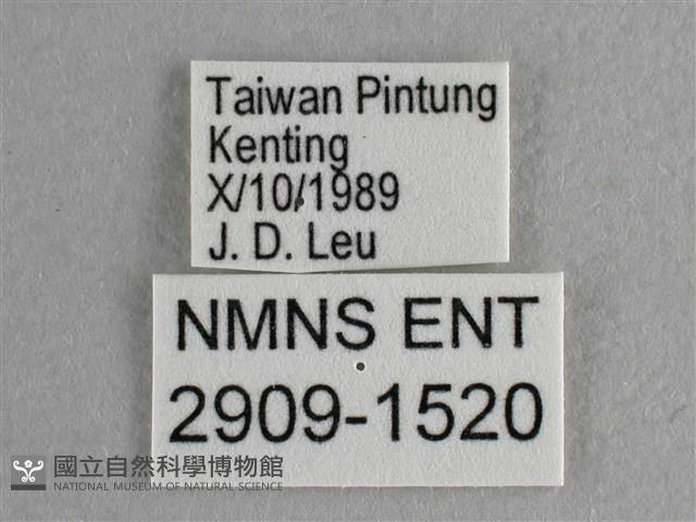 異色尖粉蝶藏品圖，第3張