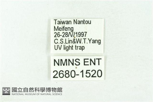 臺雪苔蛾藏品圖，第3張