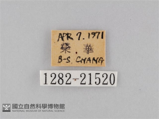 小波眼蝶藏品圖，第3張