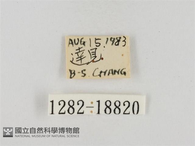 淡褐脈粉蝶藏品圖，第3張