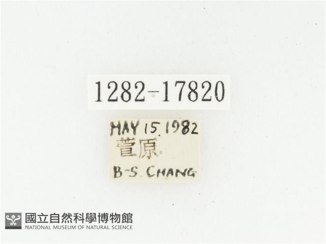 血紅虎斑花金龜藏品圖，第2張