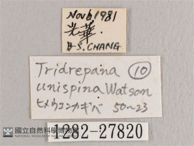 銀斑黃鉤蛾藏品圖，第3張