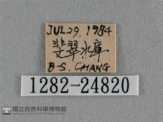 紫日灰蝶藏品圖，第3張