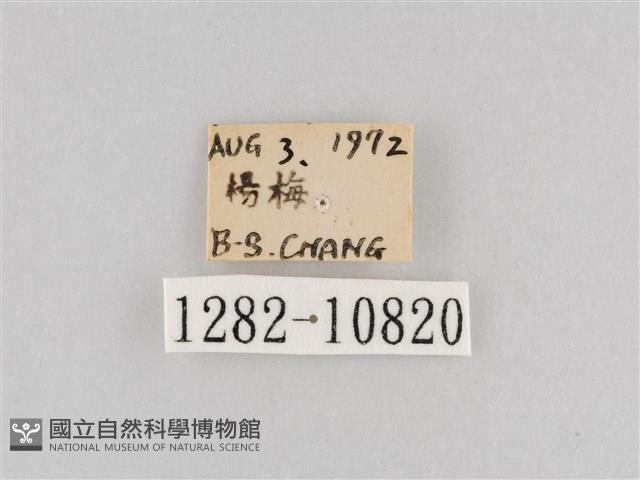 斜紋夜盜蛾藏品圖，第3張