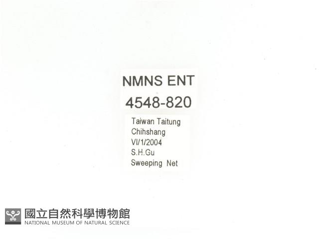 金艷騷金龜藏品圖，第2張