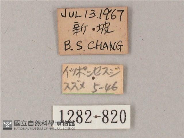 單斜紋天蛾藏品圖，第3張