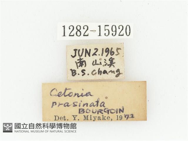 艷邊花金龜藏品圖，第2張