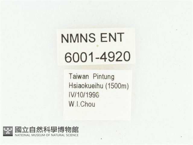 艷邊花金龜藏品圖，第2張