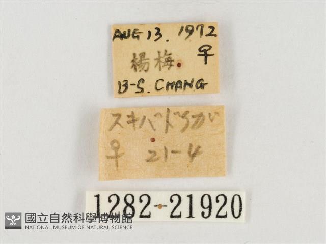 榕透翅毒蛾藏品圖，第3張