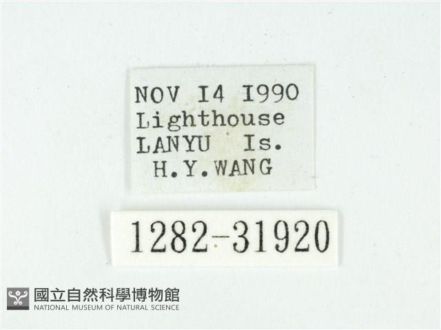 叉紋閃舞蛾藏品圖，第3張